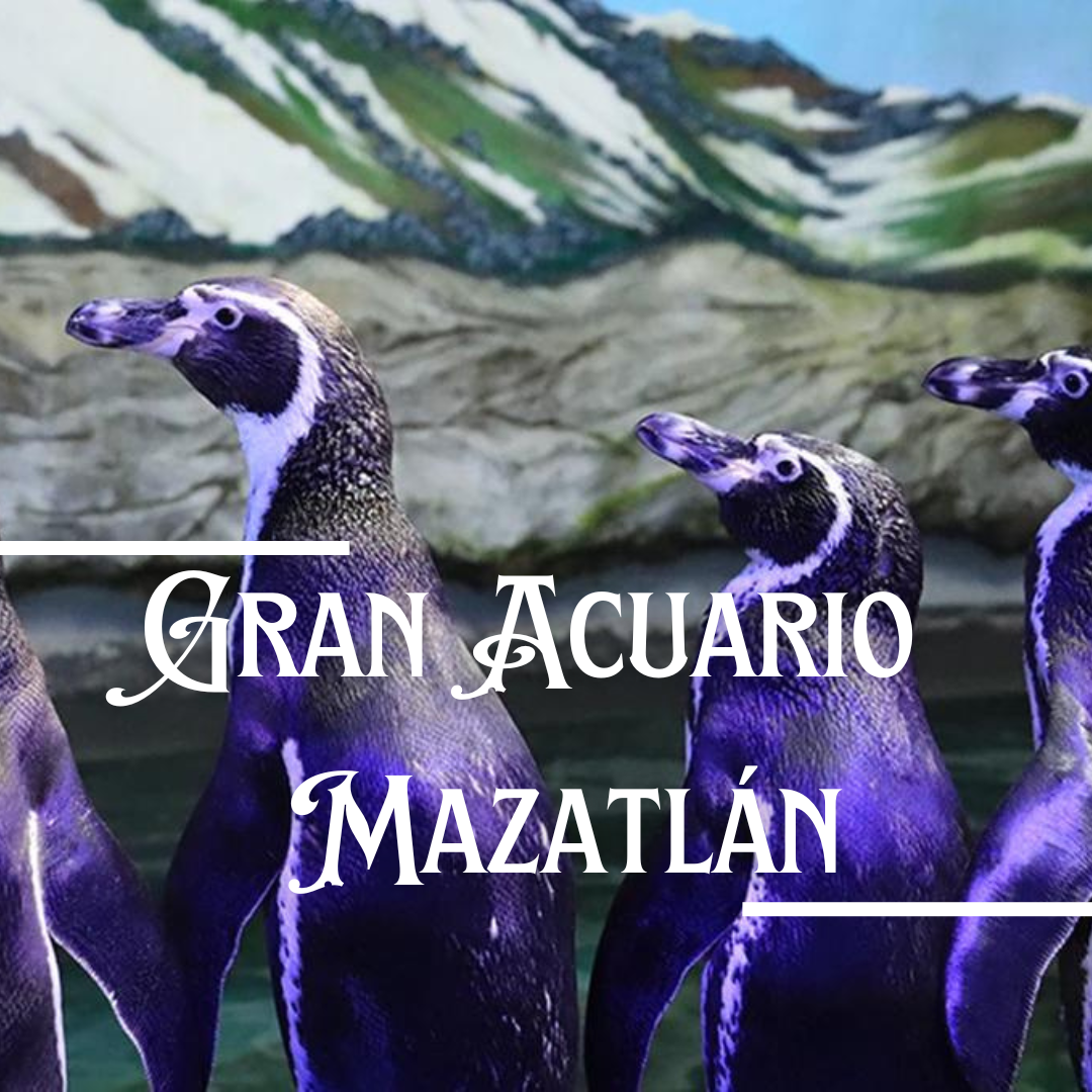 Gran Acuario Mazatlán y sus espectaculares experiencias familiares