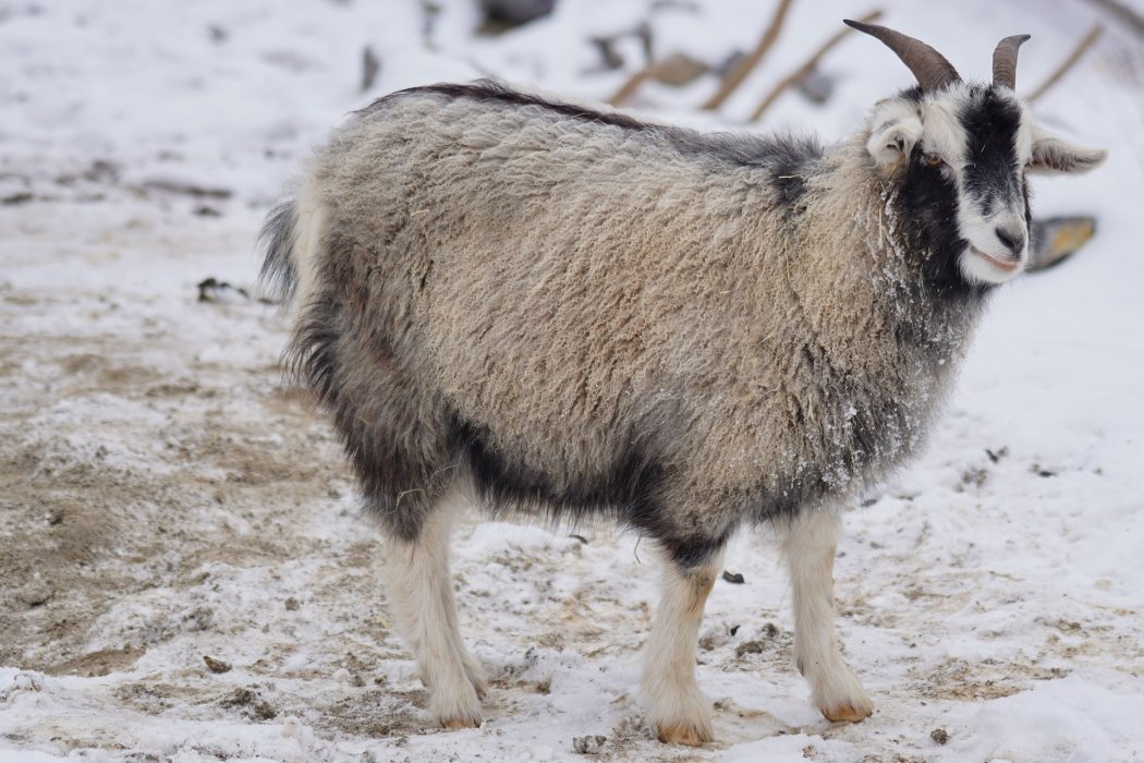 ¿Qué pasa con el cashmere?