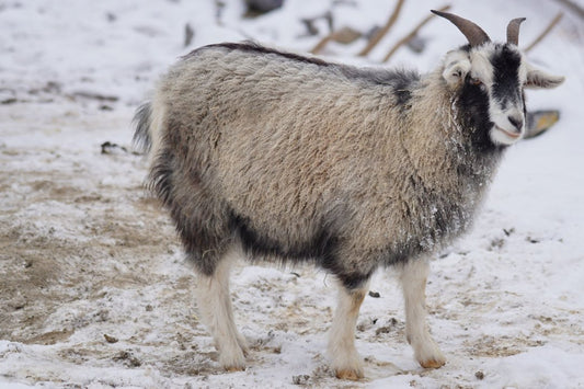 ¿Qué pasa con el cashmere?